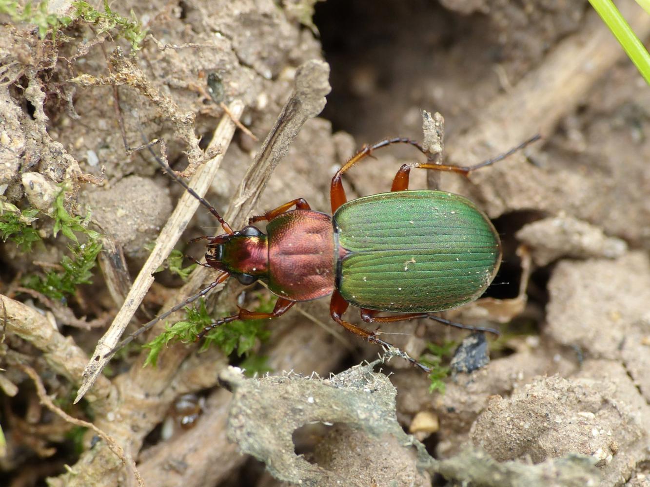 Chlaeniellus nigricornis e Chlaeniellus olivieri